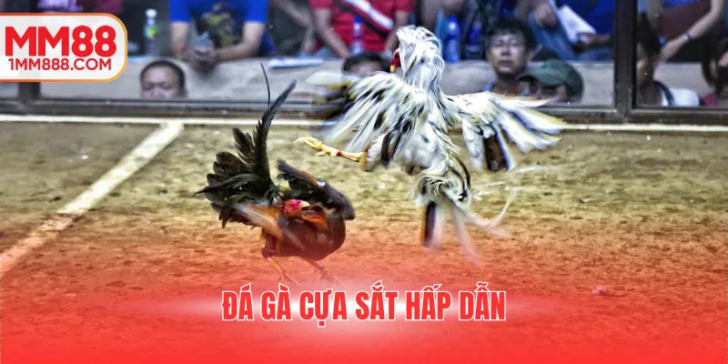 Đá gà cựa sắt hấp dẫn