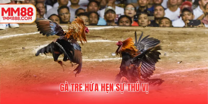 Gà tre hứa hẹn sự thú vị